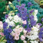 Calycanthema ?cup & Saucer? Campanula Karışık Çan Çiçeği Tohumu (100 Tohum)