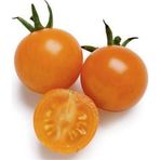 Çam Tohumculuk İthal Nadit Cherry Turuncu Domates Tohumu 10 Adet Tohum