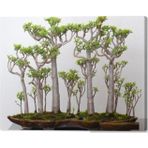 Çam Tohumculuk Japon Kavağı Bonzai Ağacı Tohumu 5 Adet Bonsai Ağacı Tohumu