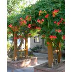 Campsis Radicans Turuncu Acem Borusu Fidanı 20-40 Cm