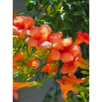 Campsis Radicans Turuncu Borazan Çiçeği 1 Adet 50-70CM Bol Çiçekli Acem Borusu