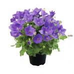 Çan Çiçeği Tohumu 5 Adet Tohum Kadeh Çiçeği