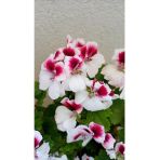 Canan Ceylan Gözlü Sardunya Fidanı Mor Beyaz 10-20 cm