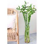 CANBOTANİK Şans Bambusu - Lucky Bamboo 1 Adet Canlı Salon Bitkisi 100 -cm