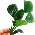 Canlı Bitki L013 Anubias Barteri Broad Leaf