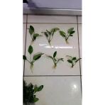 Canlı Bitki L015 Anubias Barteri Var Barteri 4-5-6 Yaprak