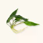 Canlı Bitki L018 Anubias Barteri Var Glabra (Minim A)
