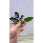 Canlı Bitki L019 Anubias Barteri Var Nana