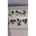 Canlı Bitki L019a Anubias Barteri Var Nana (Ovali S)