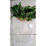 Canlı Bitki L019e Anubias Barteri Var Nana (Type E)