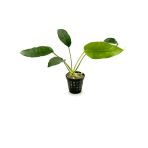 Canlı Bitki L020 Anubias Barteri Short And Sharp