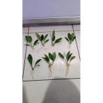 Canlı Bitki L279 Anubias Congensis Broad