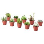 Canlı bitki, yeşil, 9 cm, farklı türler