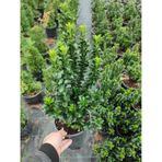 Canlı Çıtır Yeşil Taflan Çiçeği 1 Adet 30-40cm Sakısılı Euonymus Japonicus
