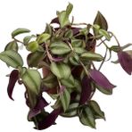 Canlı Dekoratif Salon Çiçeği 1 Adet Saksılı Telgraf Tradescantia Zebrina