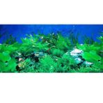 Canlı Petshop Arka Fon (Manzara-6) 50 cm Uzunluk Yükseklik 40 cm