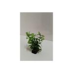 Canlı Petshop Bacopa Monnieri Plastik Bitki 10 cm