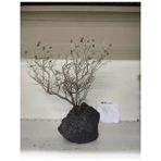 Canlı Petshop Özel Tasarım Akvaryum Dekoratif Ağaç Kaya 26 x 28 cm No 74
