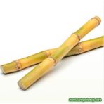 Canlı Petshop Y-Karides Yuvası ve Üretim Kamışı 1 Ad 8 cm