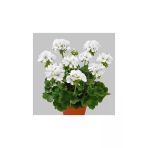 Canlı Saksılı Sardunya Çiçeği Fidanı-Beyaz 10-20 Cm