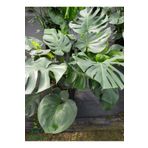 Canlı Yapraklı Deve Tabanı Çiçeği Monstera Deliciosa 30-60cm