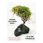 Canlipetshop Moss Sarılı Ağaç Figürü Lav Kayasında Moss Ağacı Karides Yuvası Ve Akvaryum Dekoru 15-20 Cm Boy