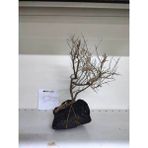 Canlipetshop Özel Tasarım Akvaryum Dekoratif Ağaç Kaya 20*26 cm No:13