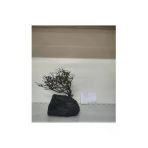 Canlipetshop Özel Tasarım Akvaryum Dekoratif Ağaç Kaya 24*18Cm No 63