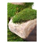 Canlipetshop Teraryum İçin Canlı Orman Yosunu 20*20