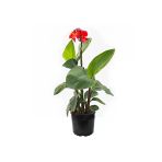Canna Indica Çiçeği Fidanı 20-40 Cm