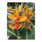 Canna Indica Kanna Sarı Kırmızı Fidanı 20-40 Cm