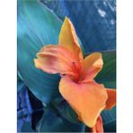 Canna Indica Kanna Tespih Çiçeği Fidanı Turuncu