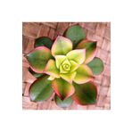cantropikal Aeonium Haworthii Kiwi - Rengarenk Sukulent