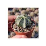 cantropikal Astrophytum Capricorne Niveum, Sarı Çiçek Açan Kaktüs Sukulent