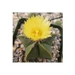 cantropikal Astrophytum Myriostigma Nudum. Sarı Çiçek Açan Kaktüs