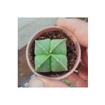 cantropikal Astrophytum Myriostigma Sarı Çiçek Açan Kaktüs