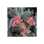cantropikal Crassula Jade Mesembryant. Pembe Çiçek Açan Sukulent Kaktüs