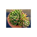 cantropikal Echeveria Agavoides, Turuncu Çiçek Açan Sukulent