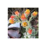 cantropikal Echeveria Frosty Buz Rengi Turuncu Çiçek Açan Sukul...