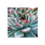 cantropikal Echeveria Pulidonis, Sarı Çiçek Açan Sukulent 5,5 Cm Saksıda