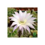 cantropikal Echinopsis, Beyaz Çiçek Açan Kaktüs