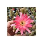 cantropikal Echinopsis Chamaecereus Hybrid Pembe Çiçek Açan Kaktüs Sukulent