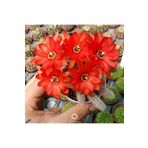cantropikal Echinopsis Chamaecereus, Kırmızı Turuncu Çiçek Açan Kaktüs