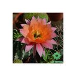 cantropikal Echinopsis Hybrid Pembe Turuncu Çiçek Açan Sukulent Kaktüs