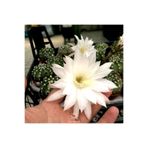 cantropikal Echinopsis Subdenudata, Beyaz Kokulu Çiçek Açan Kaktüs