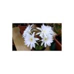 cantropikal Echinopsis Subdenudata, Beyaz Renk Kokulu Çiçek Açan Kaktüs