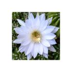 cantropikal Echinopsis Subdenudata, Orta Boy Beyaz Çiçek Açan Kaktüs Sukulent
