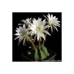 cantropikal Echinopsis Subdenudata Pamuk Benekli Kokulu Çiçek Açan Kaktüs