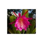cantropikal Epiphyllum Ackermanii - Atlas Çiçeği - Kırmızı Çiçek Açan Kaktüs 2 Adet