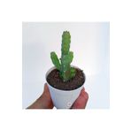 cantropikal Euphorbia Debilispina, Mini Mini Sarı Çiçek Açan Kaktüs Sukulent
